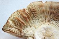 Hygrophorus russula image