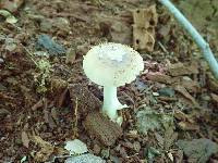 Amanita brunnescens image