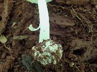 Amanita brunnescens image