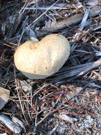 Tylopilus rhoadsiae image