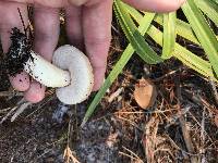 Tylopilus rhoadsiae image