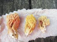 Ramaria aurea image