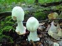 Amanita aestivalis image