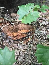 Ganoderma lobatum image