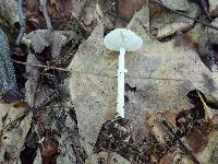 Amanita solaniolens image