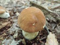 Boletus nobilissimus image