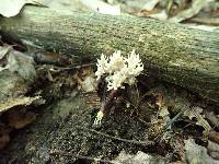 Clavulina coralloides image