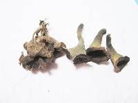 Craterellus caeruleofuscus image