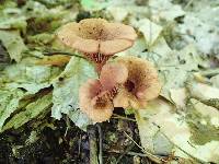 Lactarius areolatus image