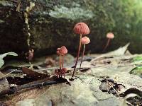 Marasmius pulcherripes image