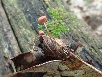 Marasmius pulcherripes image