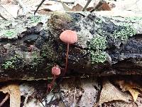 Marasmius pulcherripes image