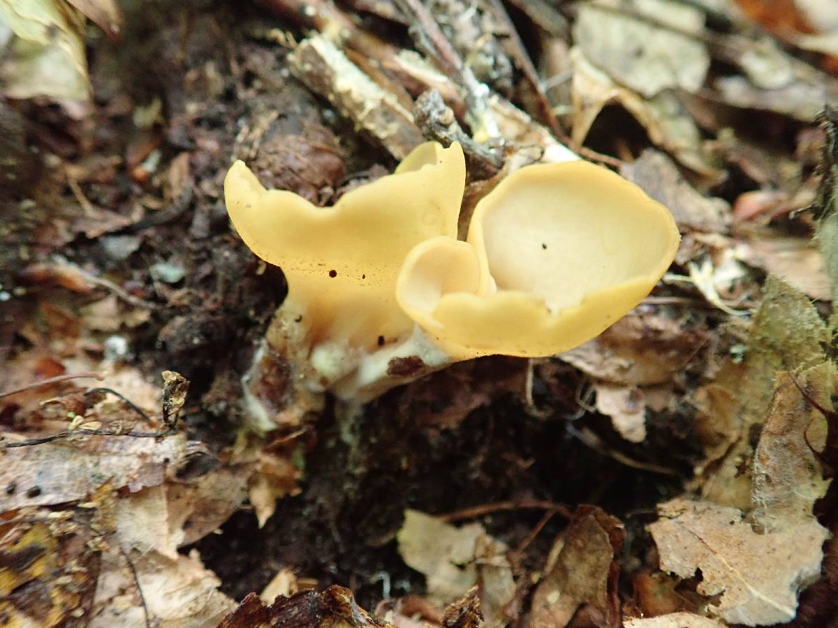 Otidea kauffmanii image