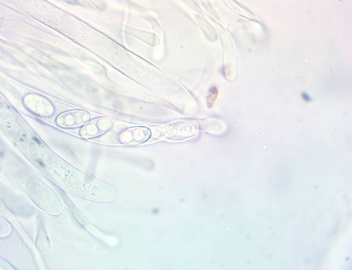 Otidea kauffmanii image