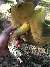 Boletus pallidoroseus image