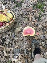 Boletus pallidoroseus image