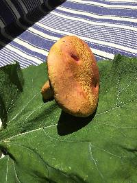 Boletus pallidoroseus image