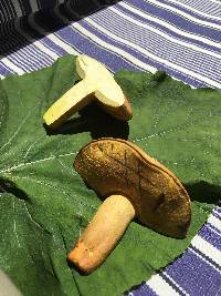 Boletus pallidoroseus image