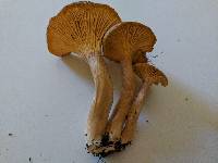 Cantharellus appalachiensis image