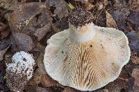 Lactarius vellereus image