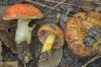 Russula mutabilis image