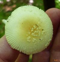 Amanita minutula image