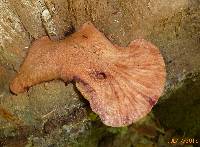 Fistulina hepatica image