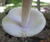 Amanita elongatior image