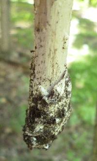 Amanita elongatior image