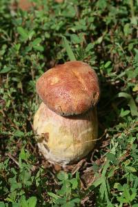 Boletus patrioticus image