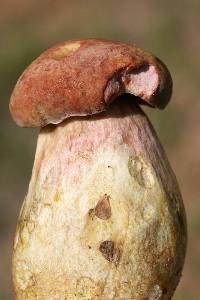 Boletus patrioticus image