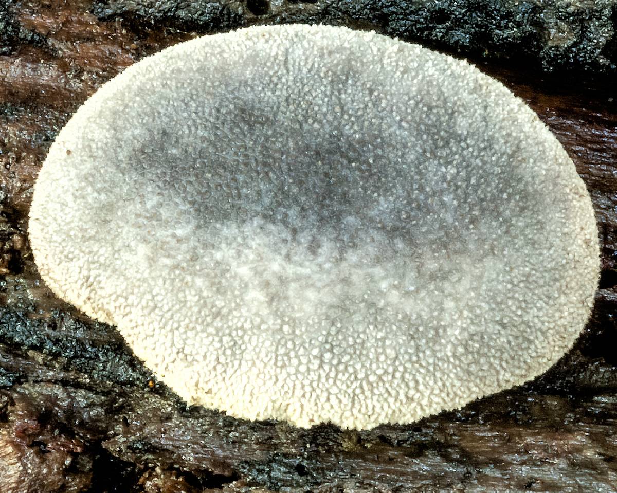 Lycoperdon purpurascens image