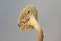 Cantharellus tabernensis image