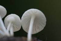 Hemimycena candida image