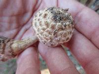 Amanita subcokeri image