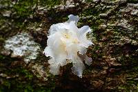 Tremella fuciformis image