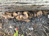 Gyromitra californica image