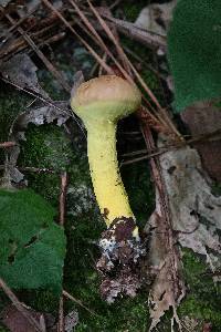 Pulveroboletus ravenelii image