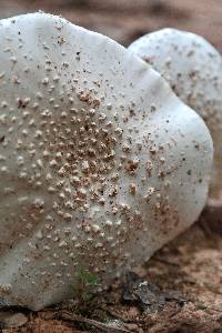 Amanita canescens image