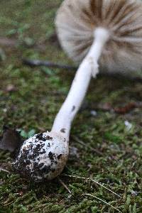 Amanita roseitincta image