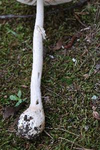 Amanita roseitincta image