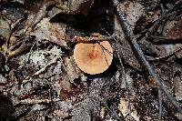 Lactarius volemus image