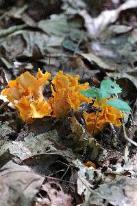 Craterellus odoratus image