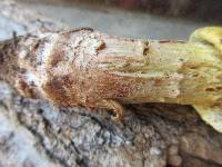 Amanita flavorubens image