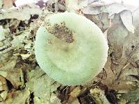 Russula aeruginea image