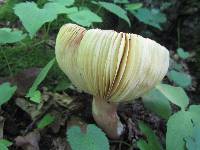 Russula tenuiceps image