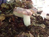 Russula variata image