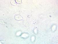 Xerula megalospora image