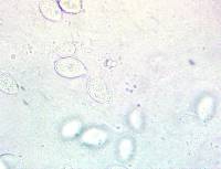 Xerula megalospora image