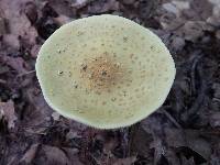 Amanita flavorubens image